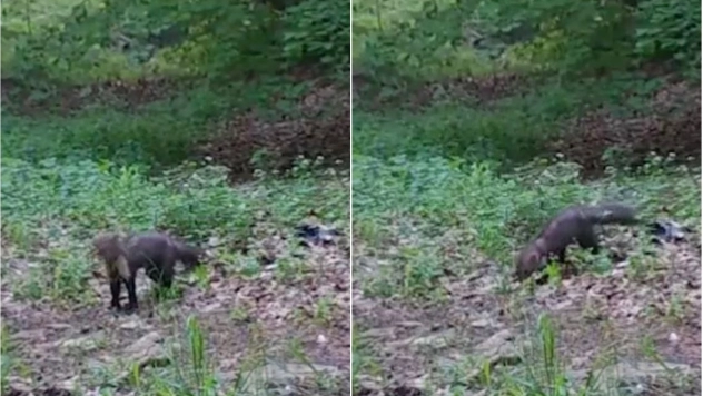 Fotokapanlar orman sansarını görüntüledi