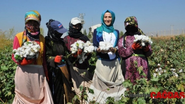 GAP'ta sulama şebekelerinin yüzde 53'ü tamamlandı