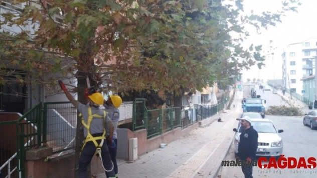 Gebze'de ağaçlara sonbahar bakımı