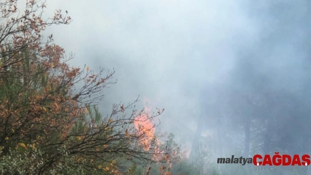 Gemlik'de orman yangını