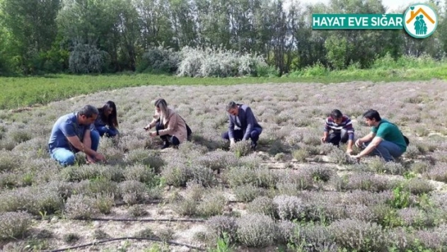 Genç çiftçi, doğal olarak Nane, Kekik ve Portakal yağı üretmeye başladı
