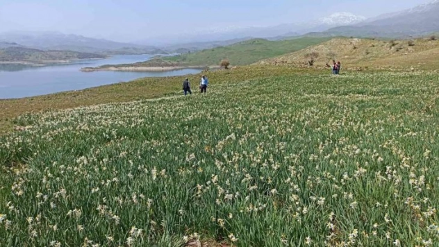 Gerger'de yabani nergisler yerli turistlerin ilgi odağı oluyor