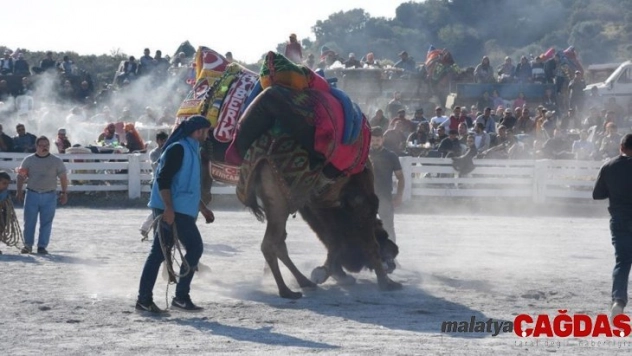 Germencik'de develer 'güvenlik' için güreşti