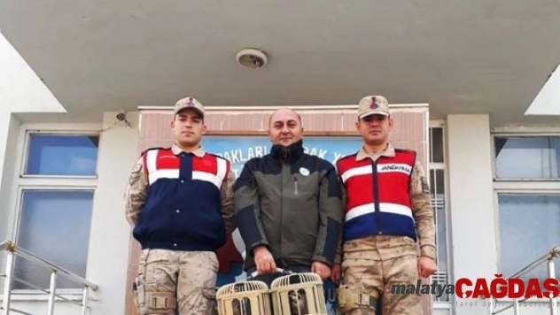 Gevaş'ta kafes avcıları jandarmaya takıldı