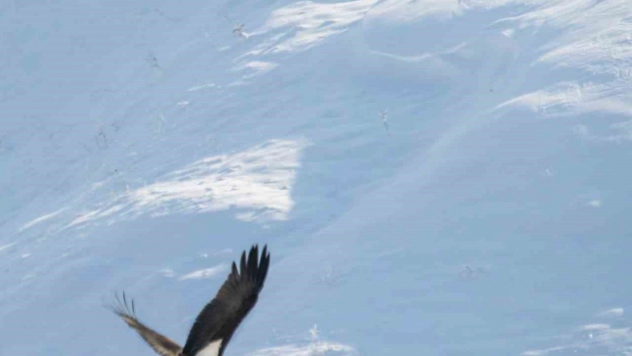 Göç etmeyi unutan kara leylekler Elazığ'da görüldü