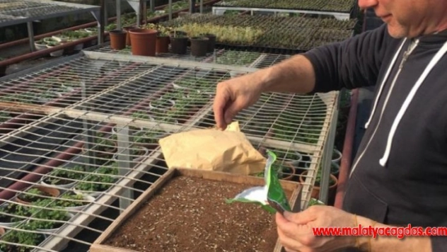 Gölbaşı Belediyesi kendi çiçeğini üretiyor