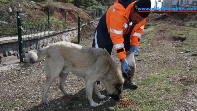 Gölbaşı Belediyesi sokak hayvanlarını yalnız bırakmadı