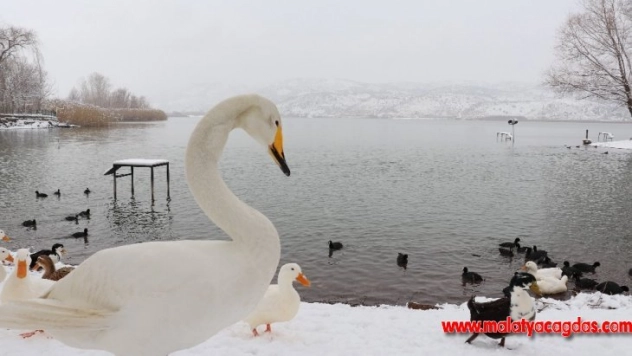 Göldeki hayvanlara yiyecek bırakıldı