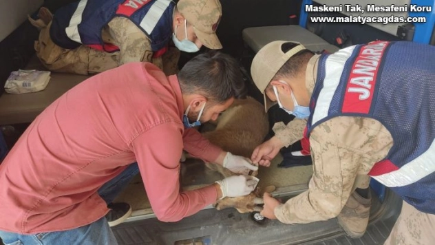 Gölete düşen dağ keçisi kurtarıldı