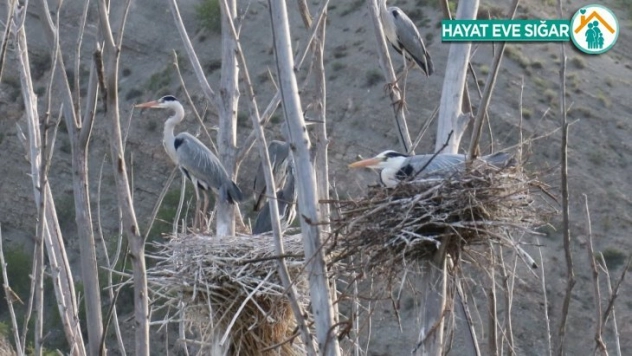 Gri Balıkçıl kuşları yaşam alanları ile dikkat çekiyor