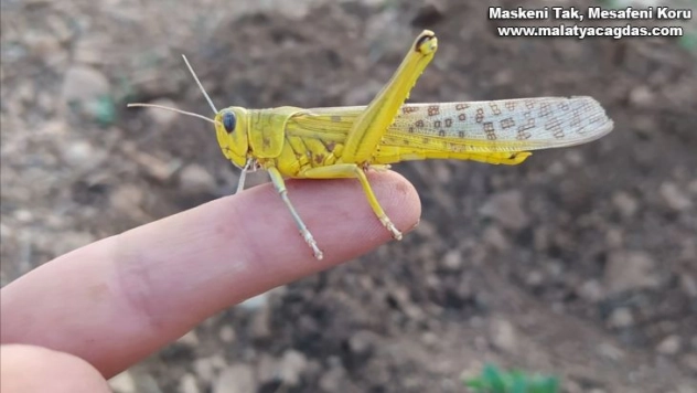 Güneydoğu Anadolu Bölgesi'nde çekirge endişesi