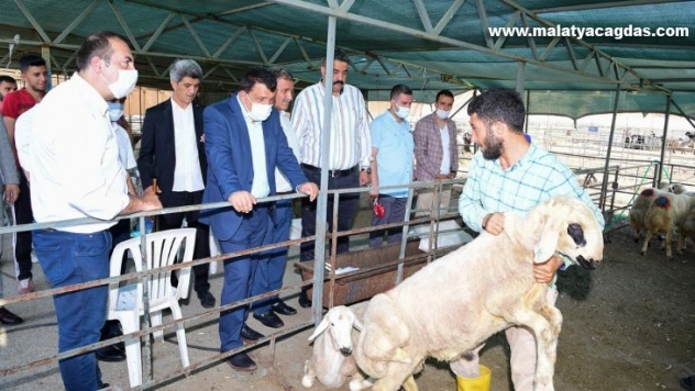 Gürkan, canlı hayvan pazarında incemelerde bulundu