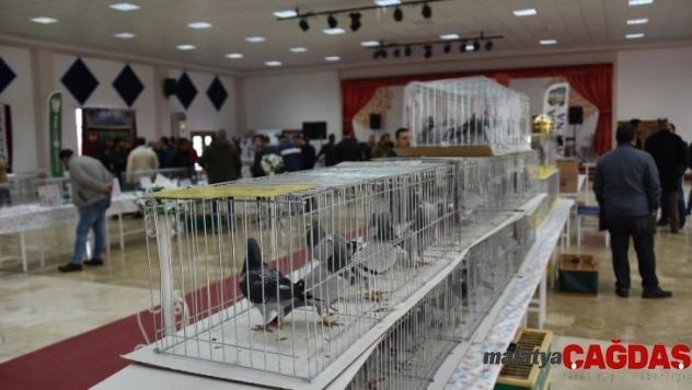 Güvercin severleri buluşturan fuar