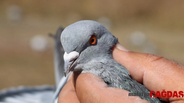 Güvercinleri tutup santim santim ölçüyorlar