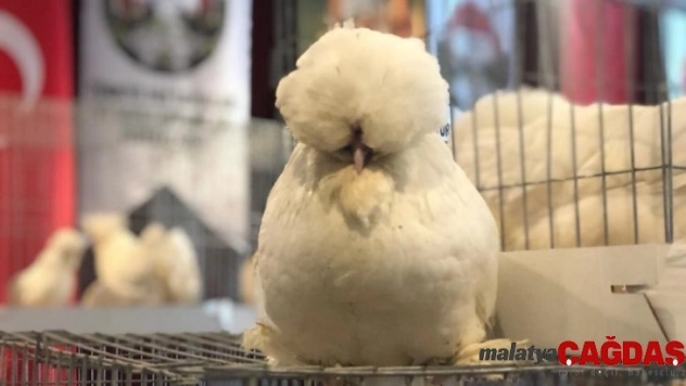 Güzellik yarışmasına katılan tavuklara yoğun ilgi