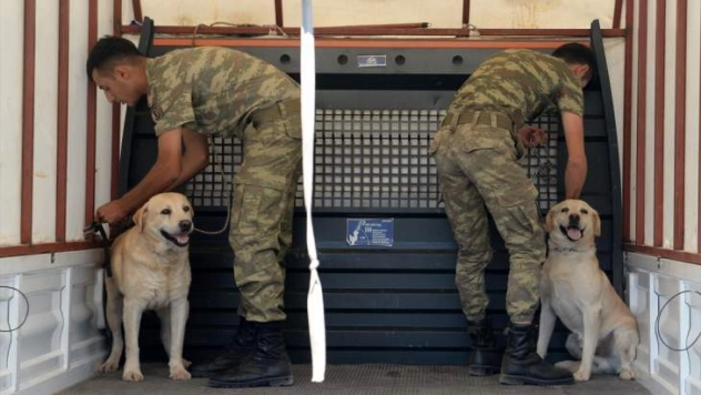 Sınırda görevli mayın arama köpeklerine bakım