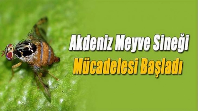 Akdeniz meyve sineğiyle mücadele