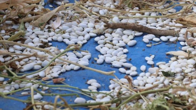 Kuru fasulyenin tarladan sofraya lezzet yolculuğu