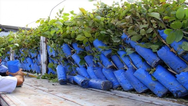 Bingöl'de 37 çiftçiye 6 bin 500 ceviz fidanı dağıtıldı