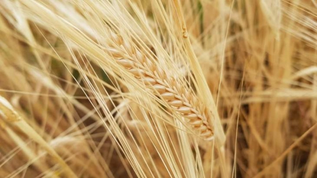 Kuraklık Sigortasında Ödemeler Başladı!