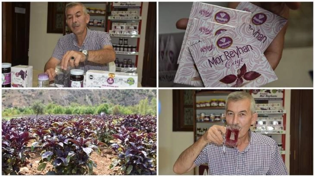 Belediye reyhanı paket çaya dönüştürdü üretim 20 kat arttı