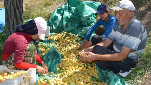 Anlaşmalı organik tarımla üreticinin yüzü güldü