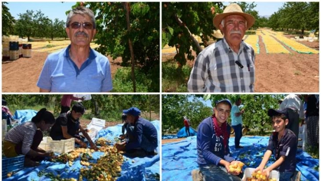 Üretici 'hasarlı' kayısıda bilinçlendi, fiyat yükseldi