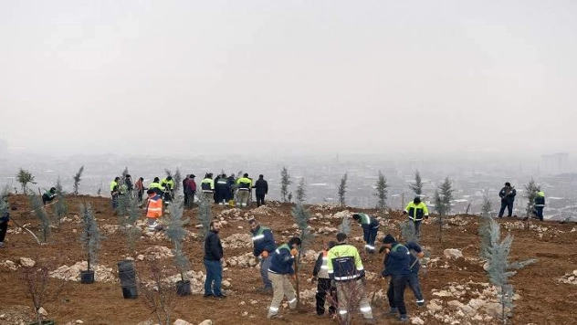 Toki 3. Bölgede Ağaçlandırma Çalışmaları