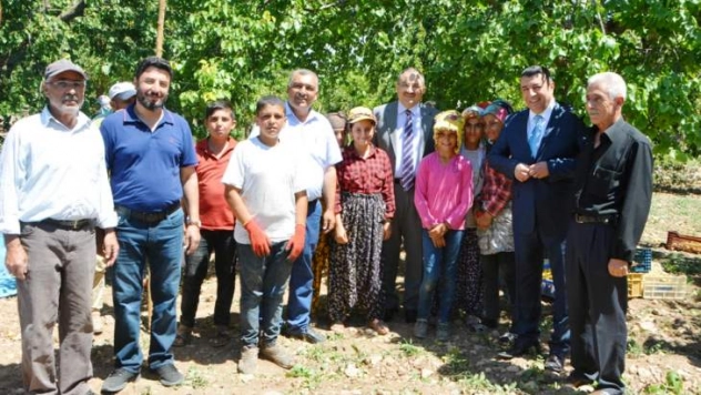 Vali Kaban, Kayısı Hasadını Yerinde İnceledi