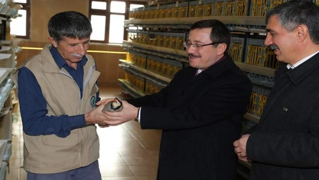 Kınalı Keklik Üretim Sezonu Başladı