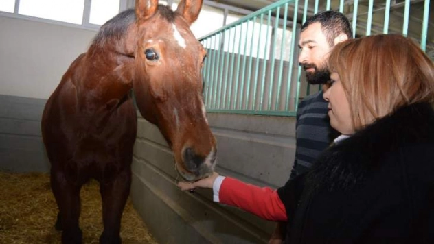 MTÜ Atçılık ve Atlı Sporları Uygulama ve Araştırma Merkezi kuruldu