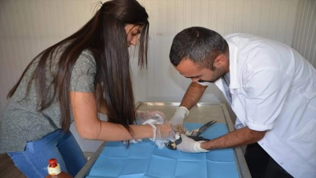 Tedavisi tamamlanan atmaca doğaya salındı