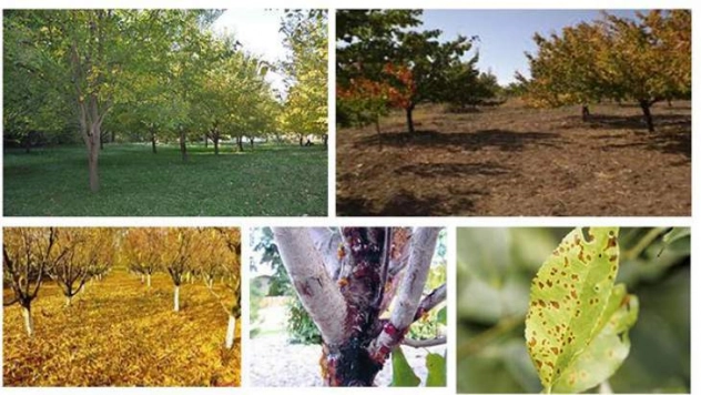 Kayısı Ağaçlarında Sonbahar Mücadelesi