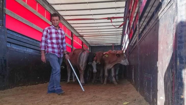 Genç çiftçilere damızlık düve dağıtıldı