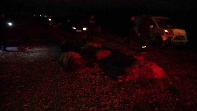 Hafif ticari araç sürüye daldı, 10'dan fazla koyun telef oldu