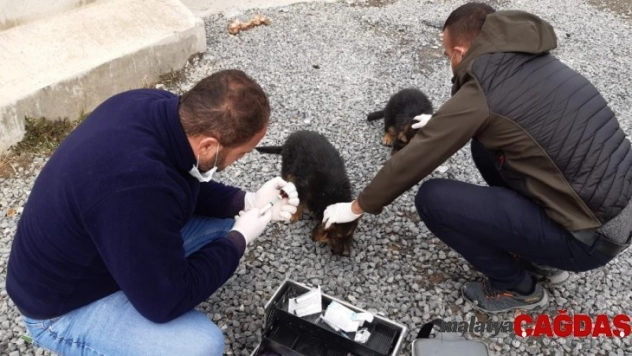 Hakkari belediyesinden köpek ve kedilere kuduz aşısı yapıldı
