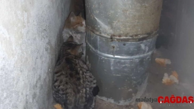 Hakkari'de donmak üzere olan kediler kurtarıldı