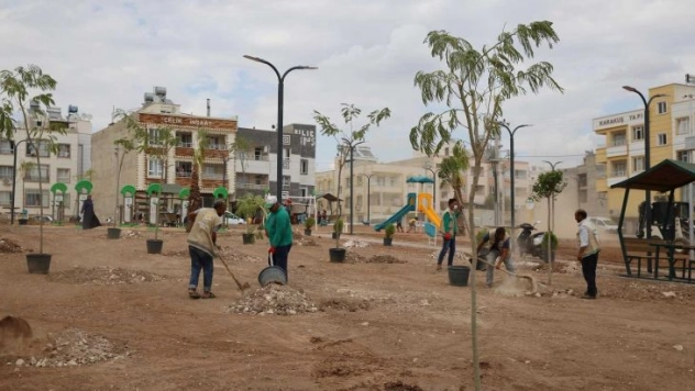 Haliliye'de ağaçlar toprakla buluşuyor