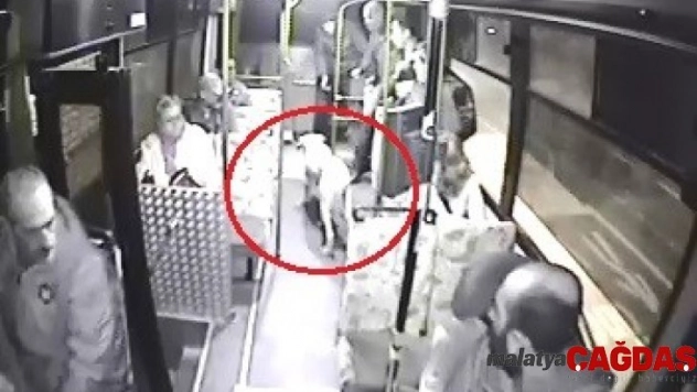 Halk otobüsüne binen sokak köpeği yolcuların maskotu oldu