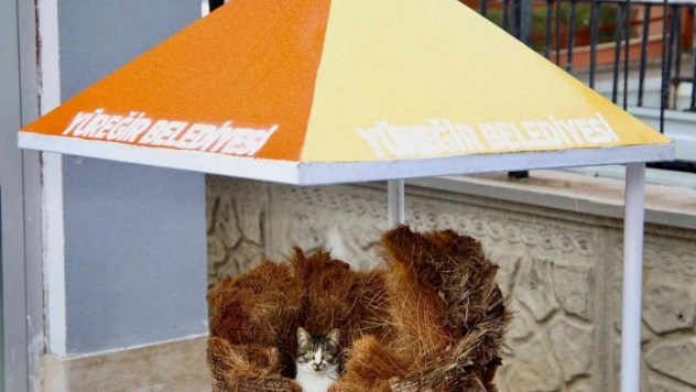 Hamile kediye belediye işçileri sahip çıktı