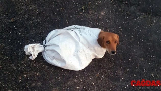 Hamile köpeği çuvala koyup yola attılar
