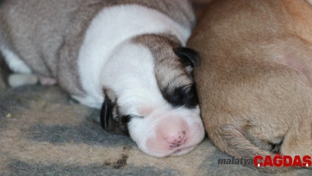 Harçlıklarıyla her gün yavru köpekleri besliyor