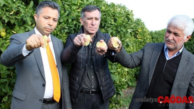 Hasat limon sıkılarak başladı