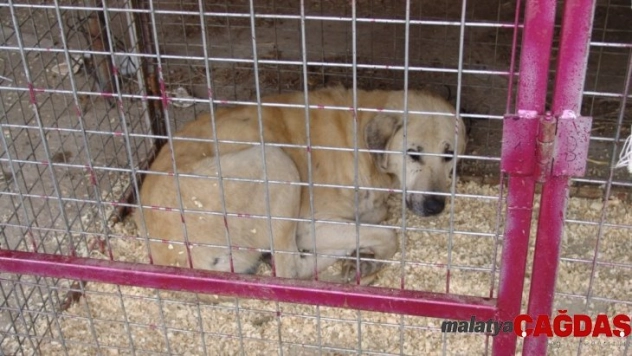 Hasta ve yaralı olan sokak hayvanları tedavi altına alındı