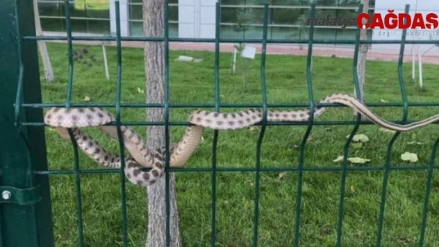 Hastane bahçesindeki yılan korkuttu
