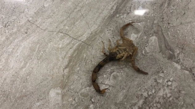 Hastanede akrep paniği