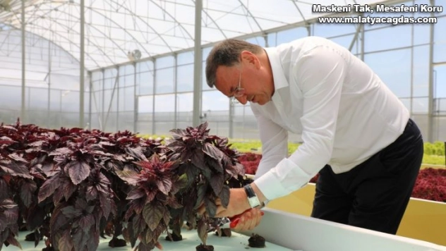 Hatay Büyükşehir topraksız tarımdan ilk ürünlerini hasat etti