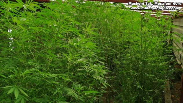 Hatay'da 110 kök kenevir bitkisi ele geçirildi