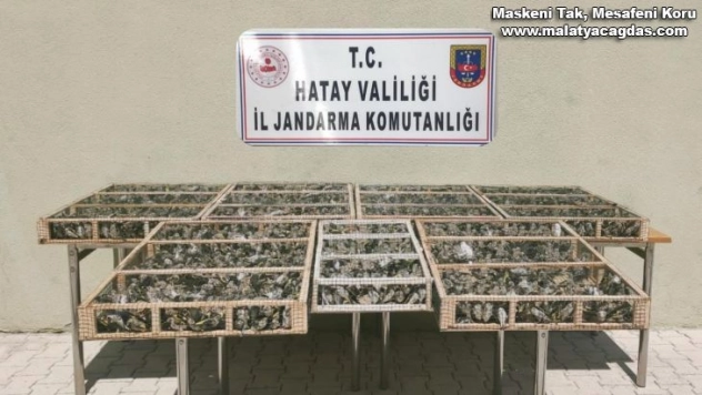 Hatay'da 3 bin 754 adet saka kuşu ele geçirildi