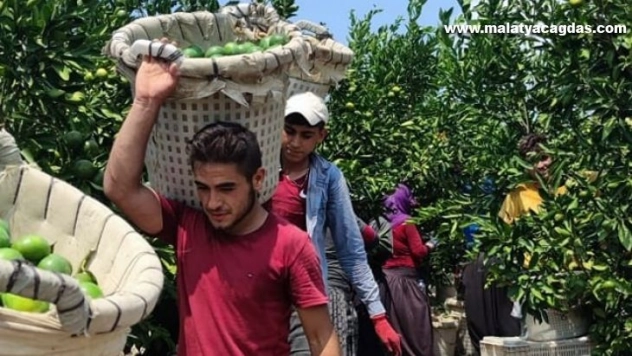 Hatay'da erkenci cins mandalina hasadı başladı